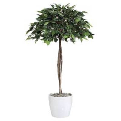Ficus umbrella, hauteur: 120 cm, polyester