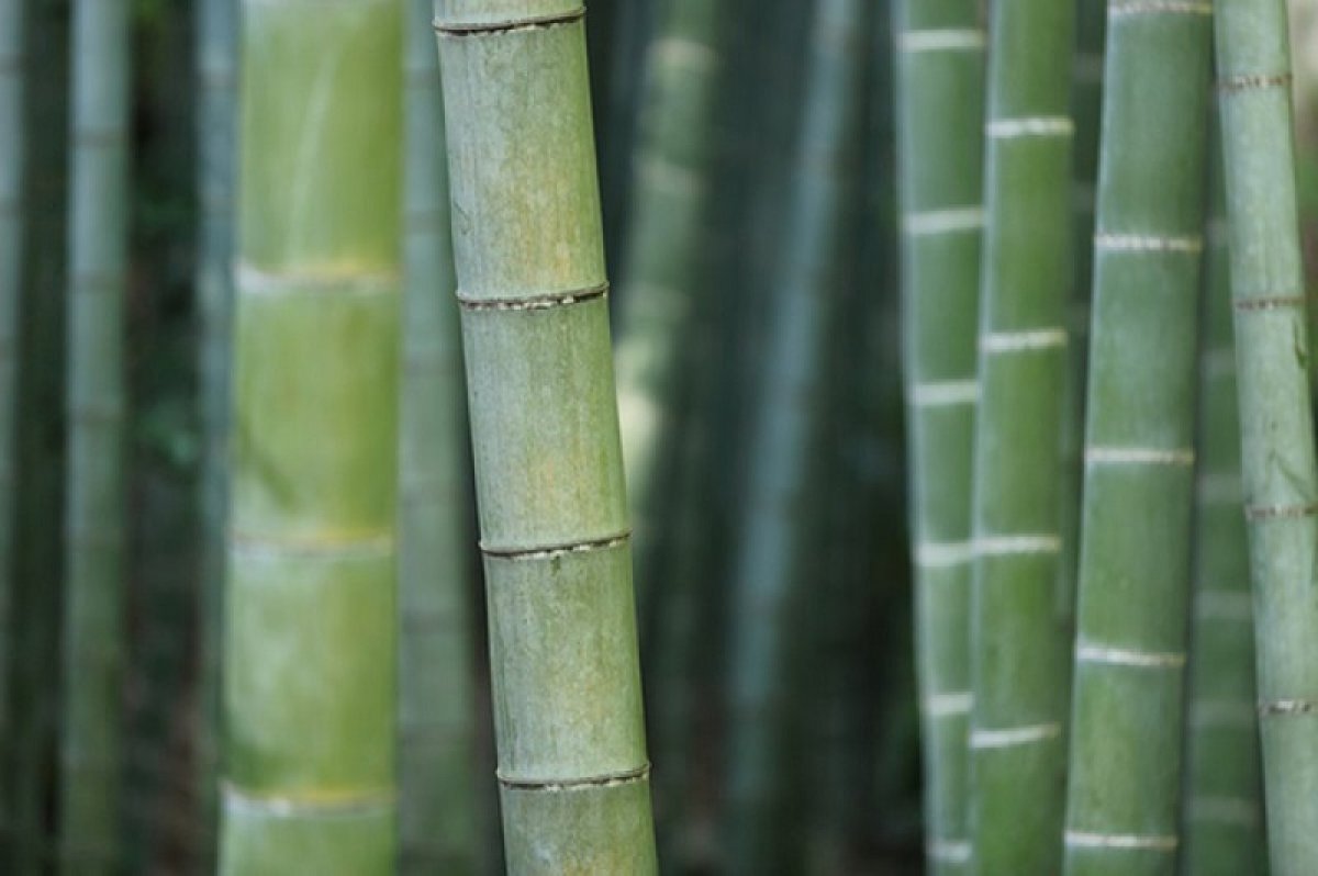  Information sur le viscose de bambou