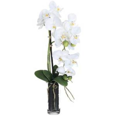 Phalaenopsis en vase cylindrique, hauteur: 63 cm, blanc