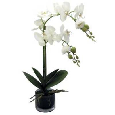 Phalaenopsis en vase en verre, hauteur 52 cm, crème