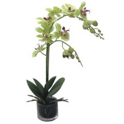 Phalaenopsis en vase en verre, hauteur 52 cm, vert