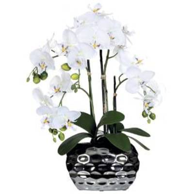 Phalaenopsis en vase ovale, hauteur: 68 cm, blanc
